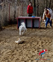 Dogracing-nový psí sport ... foto: Renata Hofmann